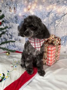 Well Groomed Pets West Bradenton photo 5