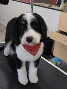 Well Groomed Pets West Bradenton photo 6