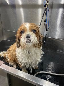 Well Groomed Pets West Bradenton photo 9