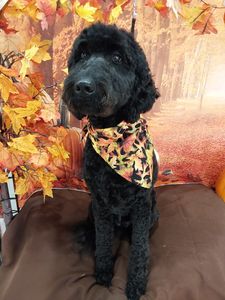 Well Groomed Pets West Bradenton photo 11