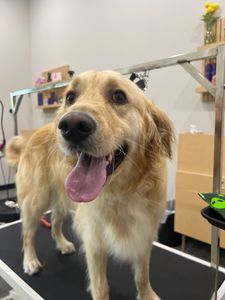 Well Groomed Pets West Bradenton photo 12