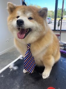 Well Groomed Pets West Bradenton photo 14