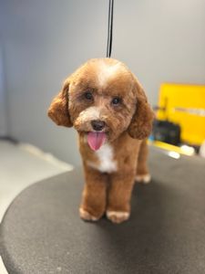 Well Groomed Pets West Bradenton photo 15