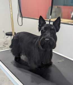 Well Groomed Pets West Bradenton photo 19