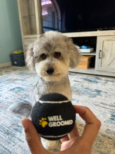 Well Groomed Pets West Bradenton photo 20