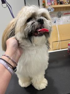 Well Groomed Pets West Bradenton photo 21