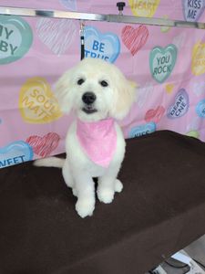 Well Groomed Pets West Bradenton photo 25