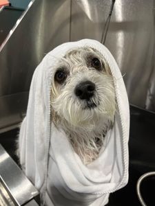 Well Groomed Pets West Bradenton photo 26