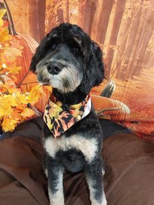 Well Groomed Pets West Bradenton photo 27