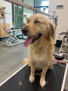 Well Groomed Pets West Bradenton photo 28