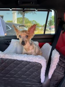 Well Groomed Pets West Bradenton photo 29