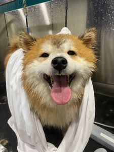 Well Groomed Pets West Bradenton photo 30