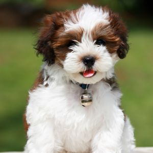 Well Groomed Pets West Bradenton photo 32