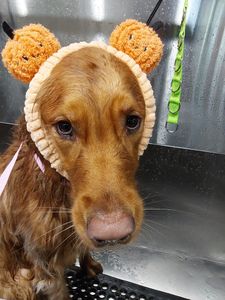 Well Groomed Pets West Bradenton photo 33