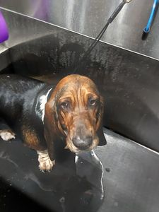 Well Groomed Pets West Bradenton photo 34