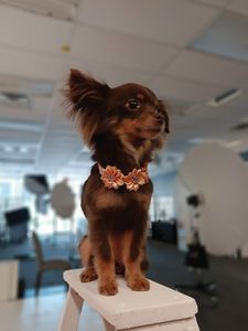 Well Groomed Pets West Bradenton photo 35