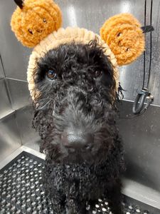 Well Groomed Pets West Bradenton photo 36