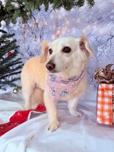 Well Groomed Pets West Bradenton photo 37