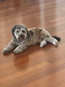 Well Groomed Pets West Bradenton photo 38