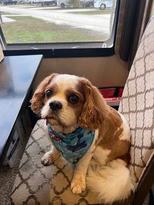 Pup In A Tub Pet Grooming Bradenton FL