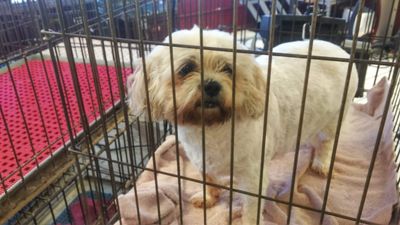 Pup In A Tub Pet Grooming Bradenton FL photo 2