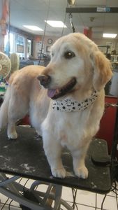 Pup In A Tub Pet Grooming Bradenton FL photo 4