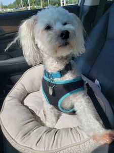 Pup In A Tub Pet Grooming Bradenton FL photo 5