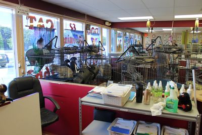 Pup In A Tub Pet Grooming Bradenton FL photo 7