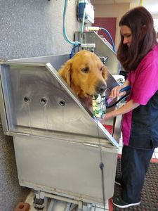 Pup In A Tub Pet Grooming Bradenton FL photo 8