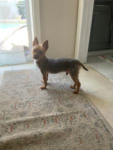 Pup In A Tub Pet Grooming Bradenton FL photo 9