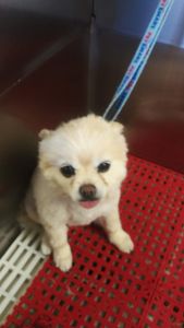 Pup In A Tub Pet Grooming Bradenton FL photo 10