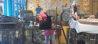 Pup In A Tub Pet Grooming Bradenton FL photo 11