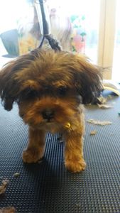 Pup In A Tub Pet Grooming Bradenton FL photo 12