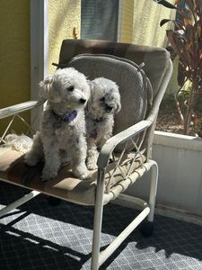 Pup In A Tub Pet Grooming Bradenton FL photo 14