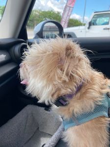 Pup In A Tub Pet Grooming Bradenton FL photo 15