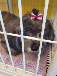 Pup In A Tub Pet Grooming Bradenton FL photo 16