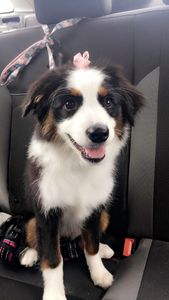 Pup In A Tub Pet Grooming Bradenton FL photo 17