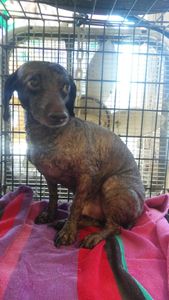 Pup In A Tub Pet Grooming Bradenton FL photo 18