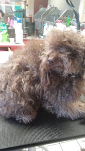 Pup In A Tub Pet Grooming Bradenton FL photo 19