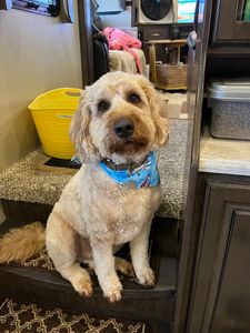 Pup In A Tub Pet Grooming Bradenton FL photo 20