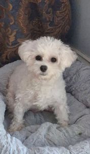 Pup In A Tub Pet Grooming Bradenton FL photo 22