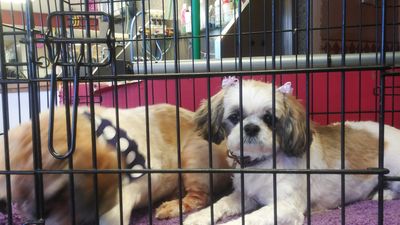 Pup In A Tub Pet Grooming Bradenton FL photo 23