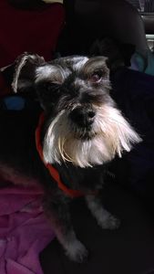 Pup In A Tub Pet Grooming Bradenton FL photo 24