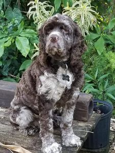 Pup In A Tub Pet Grooming Bradenton FL photo 25