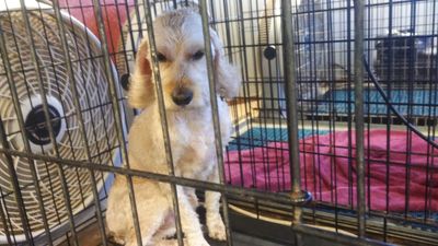 Pup In A Tub Pet Grooming Bradenton FL photo 26