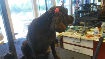 Pup In A Tub Pet Grooming Bradenton FL photo 27