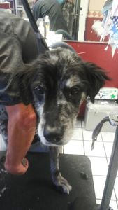 Pup In A Tub Pet Grooming Bradenton FL photo 28