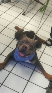 Pup In A Tub Pet Grooming Bradenton FL photo 30