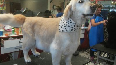 Pup In A Tub Pet Grooming Bradenton FL photo 31