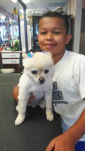 Pup In A Tub Pet Grooming Bradenton FL photo 33